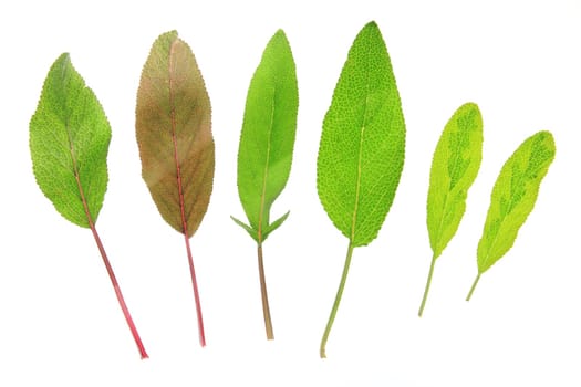 Leaves of different sage species exposed against a white background (Salvia officinalis)