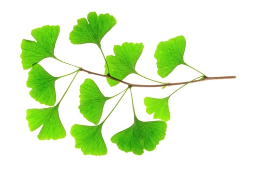 Branch with fresh,green leaves in the spring of the Ginkgo tree (Ginkgo biloba) exposed against a white background