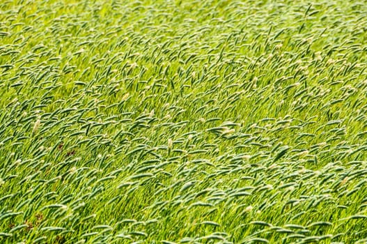 Texture Grass Background Pattern on an Isolated Field