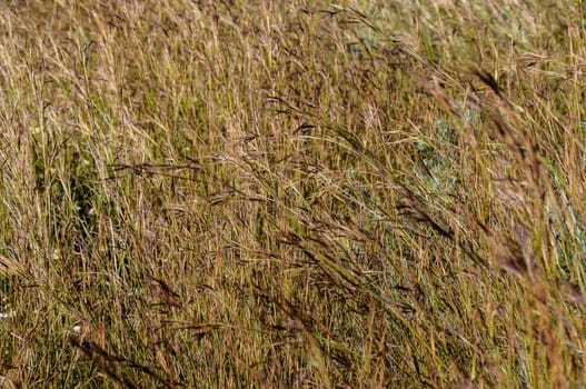 Texture Grass Background Pattern on an Isolated Field