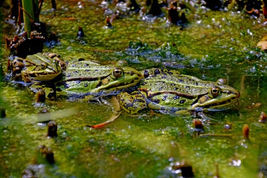 Frog