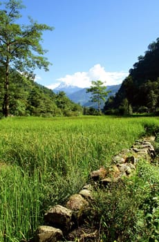 Green rice fields landscape, trek to Annapurna Base Camp in Nepal.