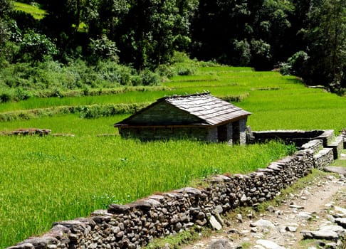 Rice fields and village. Himalayan landscape, Nepal