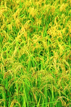 Green rice field texture wallpaper, Nepal