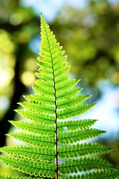 Fern leaf pattern detail