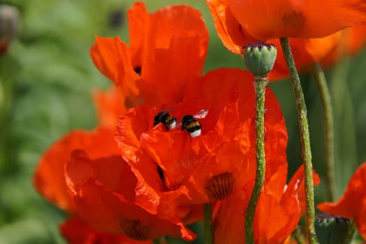 Two bumblebees in a poppy bluete