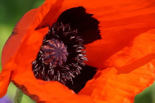 Poppy bluete
