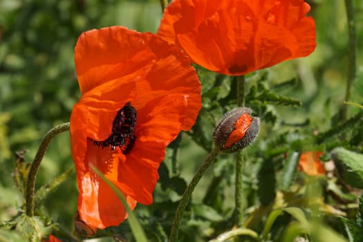 Poppy bluete