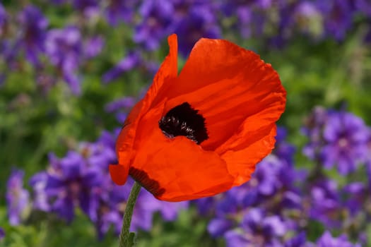 Poppy bluete