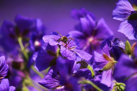 Bee in blue Malvenbluete