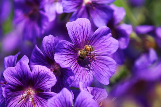 Bee in blue Malvenbluete