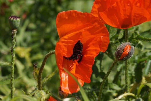 Poppy bluete