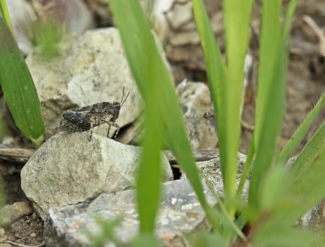 Long-feeling thorn scare (Tetrix tenuicornis) at the Dörnberg