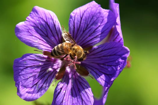 Bee in blue Malvenbluete