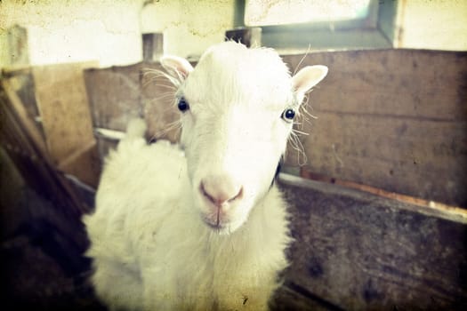 Vintage photo of a goat