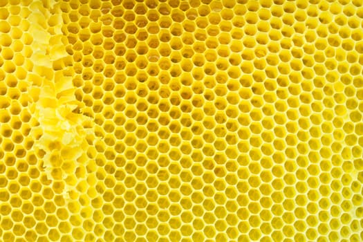 Honeycomb - cloe up texture