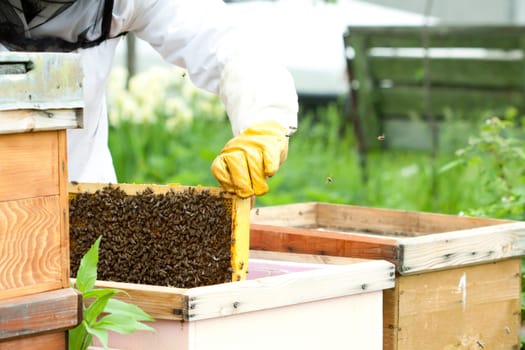 Working apiarist - Beekeeper holding a frame of honeycomb