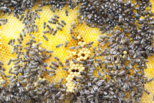 Crowd of working bees on honeycomb
