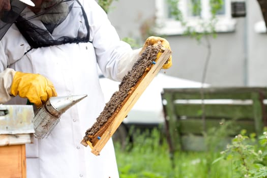 Working apiarist - Beekeeper holding a frame of honeycomb