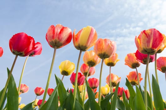 colorful tulips under a sunny sky