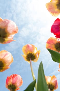 colorful tulips under a sunny sky