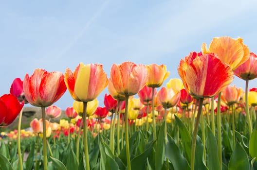 colorful tulips under a sunny sky