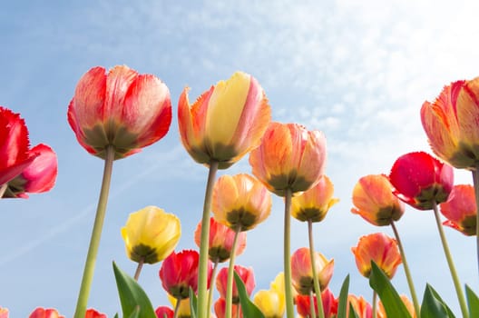 colorful tulips under a sunny sky