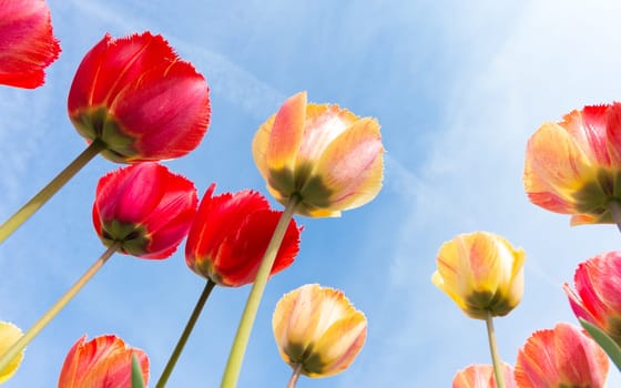 low angle view of a field with beautiful colorful tulips