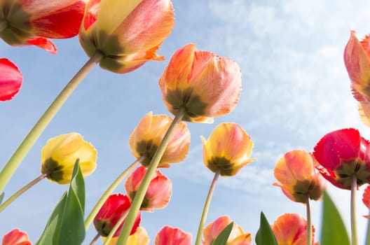 colorful tulips under a sunny sky