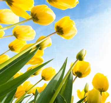low angle view of a field with beautiful yellow tulips