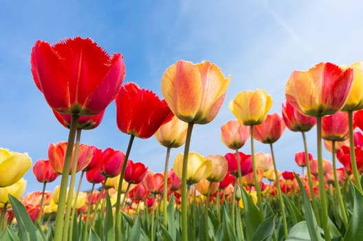 low angle view of a field with beautiful colorful tulips