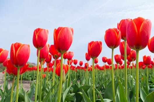 field with blooming red tulips under a sunny sky