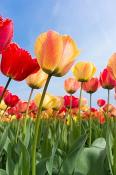 low angle view of a field with beautiful colorful tulips