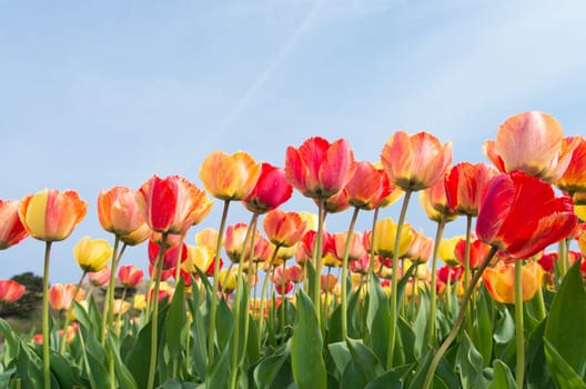colorful tulips under a sunny sky