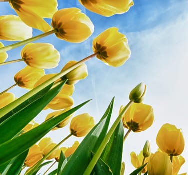 low angle view of a field with beautiful yellow tulips