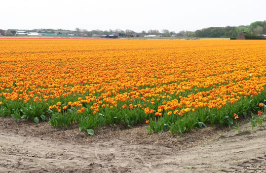 field with orange tulips in the netherlands
