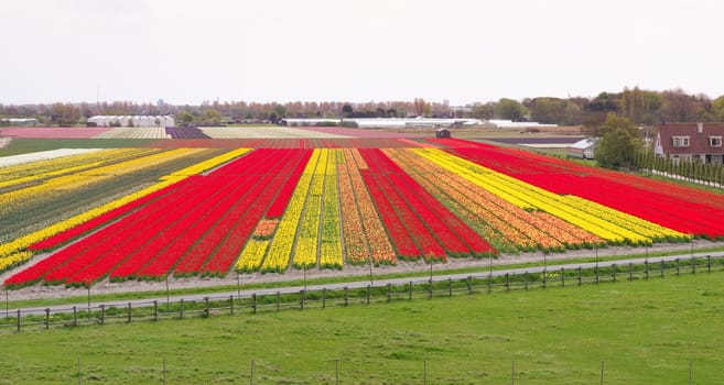 field with many different colors of tulips in the netherlands
