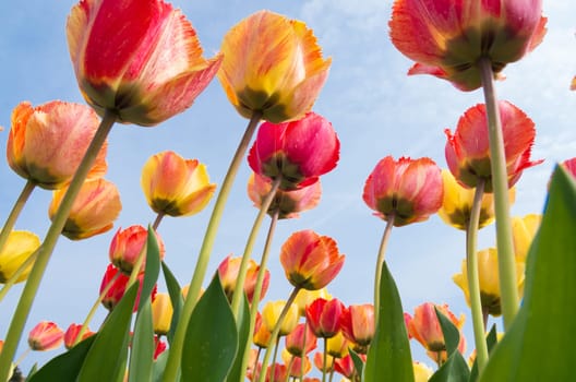 colorful tulips under a sunny sky