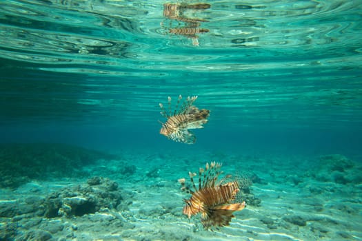 Lion fish swimming under water