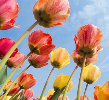 colorful tulips under a sunny sky