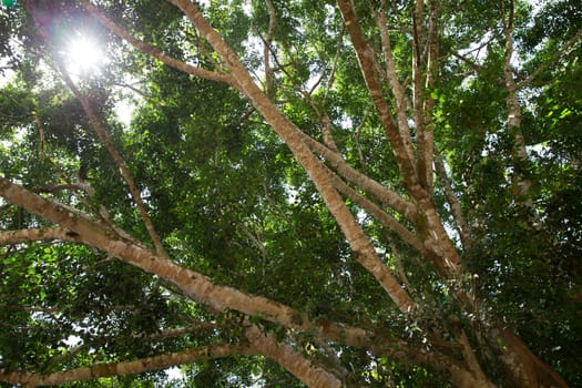 Green branches in a wood