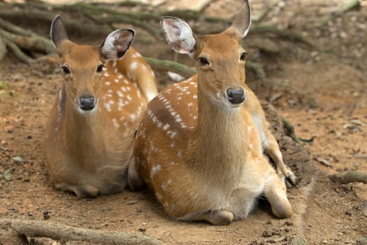 Closeup head of a whitetail deer
