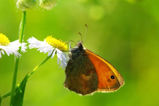 butterfly on a green leaf