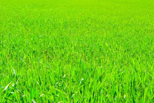 Beautiful green lawn freshly mowed