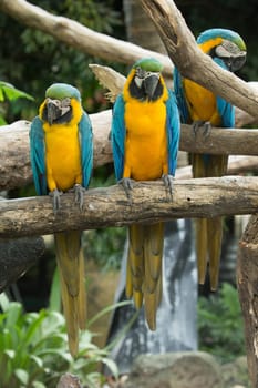 Pair of colorful Macaws parrots