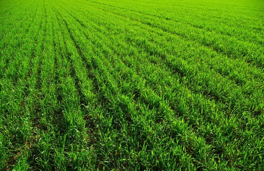 Green grass texture from a  field