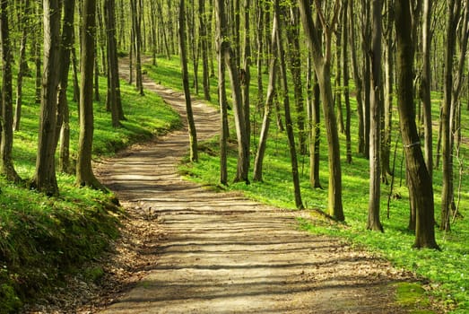 path is in the green forest