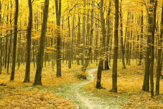 a path is in the autumn forest