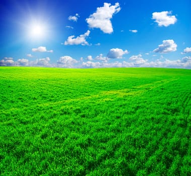 field on a background of the blue sky