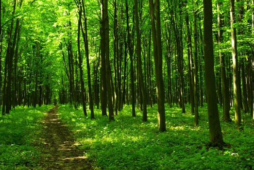 a path is in the green forest